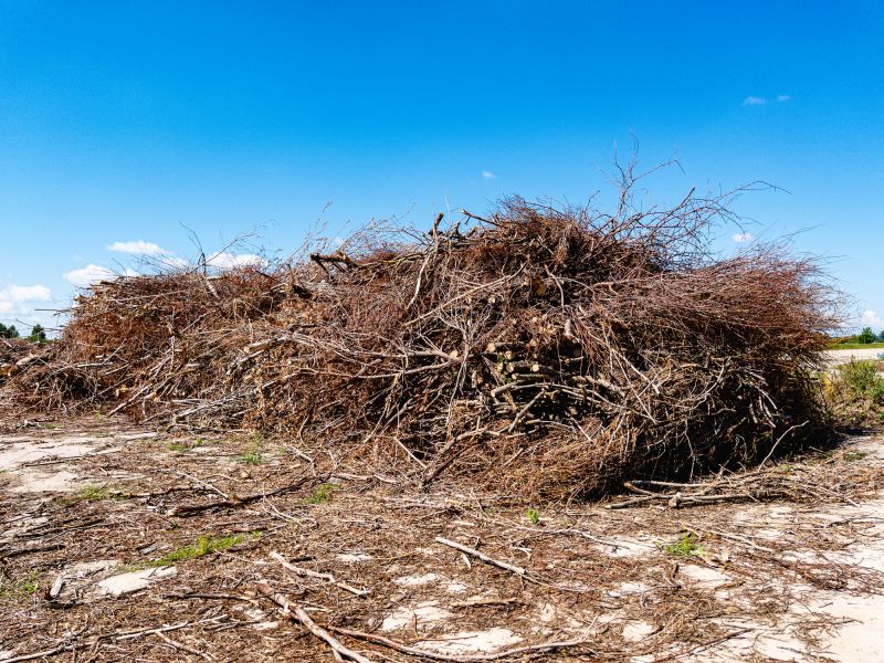 Summer Overgrowth Removal