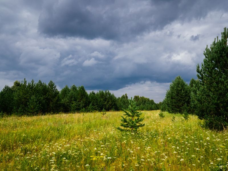 Farm Clearing in Gwinnett County, GA