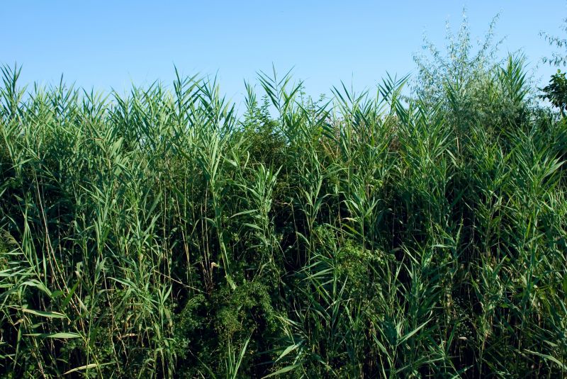 Get Professional Brush Clearing To Improve Land Usability!