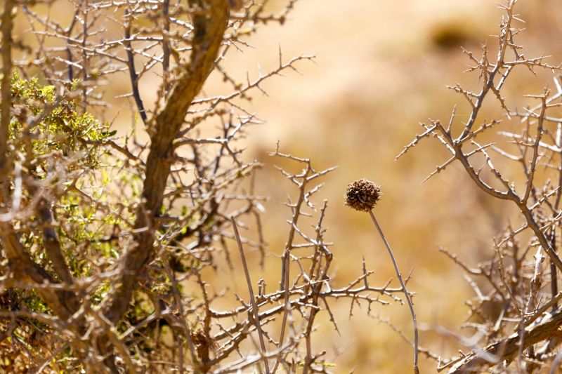 Get Professional Brush Clearing To Promote Healthy New Plant Growth!