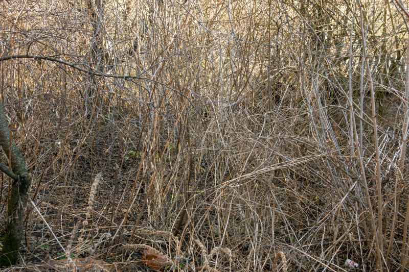 Prevent Pest Infestations With Professional Brush Clearing Service!
